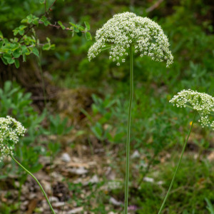 Photographie n°2544479 du taxon Laserpitium siler L.