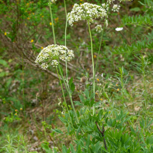 Photographie n°2544480 du taxon Laserpitium siler L.