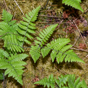 Photographie n°2544484 du taxon Gymnocarpium robertianum (Hoffm.) Newman [1851]