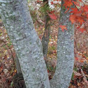 Photographie n°2544497 du taxon Acer palmatum Thunb.