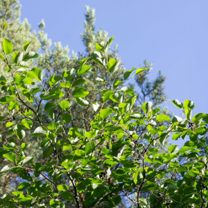 Photographie n°2544506 du taxon Alnus incana (L.) Moench [1794]