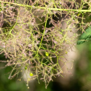 Photographie n°2544519 du taxon Cotinus coggygria Scop.