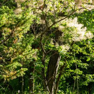 Photographie n°2544521 du taxon Cotinus coggygria Scop.