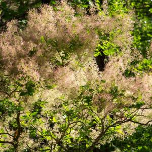 Photographie n°2544522 du taxon Cotinus coggygria Scop.