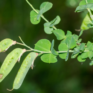 Photographie n°2544523 du taxon Cytisophyllum sessilifolium (L.) O.Lang