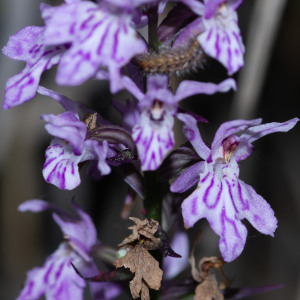 Photographie n°2544525 du taxon Dactylorhiza fuchsii (Druce) Soó