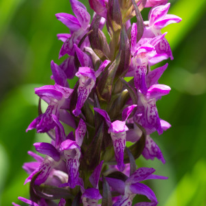 Photographie n°2544527 du taxon Dactylorhiza majalis (Rchb.) P.F.Hunt & Summerh. [1965]