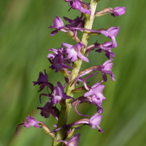 Photographie n°2544548 du taxon Gymnadenia conopsea (L.) R.Br.