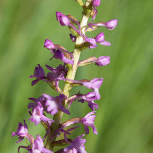 Photographie n°2544550 du taxon Gymnadenia conopsea (L.) R.Br.