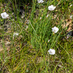 Photographie n°2544558 du taxon Linum tenuifolium L. [1753]