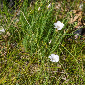 Photographie n°2544560 du taxon Linum tenuifolium L. [1753]