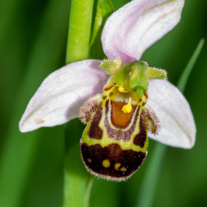 Photographie n°2544565 du taxon Ophrys apifera Huds.