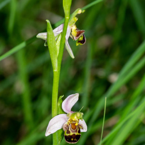 Photographie n°2544566 du taxon Ophrys apifera Huds.