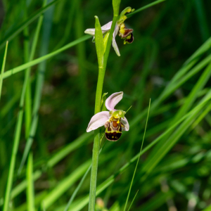 Photographie n°2544567 du taxon Ophrys apifera Huds.