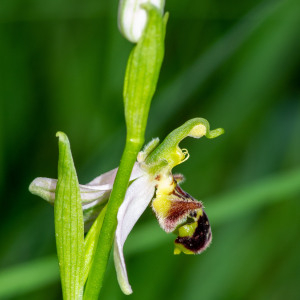 Photographie n°2544568 du taxon Ophrys apifera Huds.