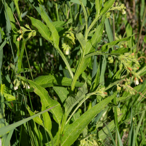 Photographie n°2544587 du taxon Symphytum officinale subsp. officinale 