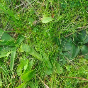 Photographie n°2544593 du taxon Spiranthes spiralis K.Koch [1849]