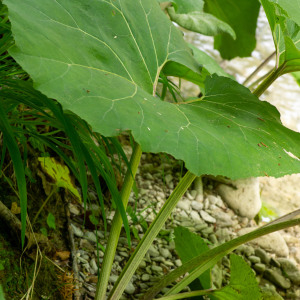Photographie n°2544601 du taxon Petasites hybridus (L.) G.Gaertn., B.Mey. & Scherb. [1801]