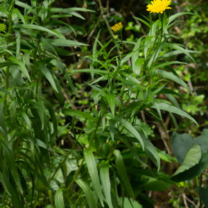 Photographie n°2544608 du taxon Buphthalmum salicifolium L.