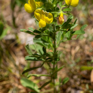 Photographie n°2544642 du taxon Ononis natrix subsp. natrix 