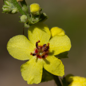 Photographie n°2544648 du taxon Verbascum chaixii Vill.