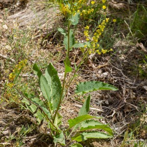 Photographie n°2544652 du taxon Verbascum chaixii Vill.