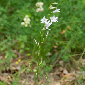 Photographie n°2544655 du taxon Campanula rapunculus L. [1753]