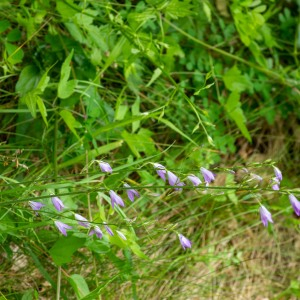 Photographie n°2544658 du taxon Campanula rapunculus L. [1753]