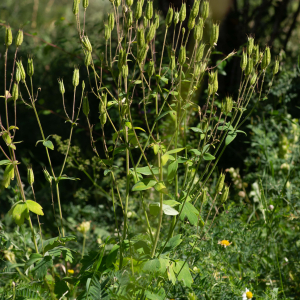 Photographie n°2544669 du taxon Aquilegia vulgaris L. [1753]