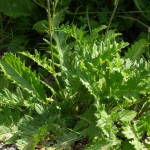 Photographie n°2544680 du taxon Cirsium tuberosum (L.) All. [1785]