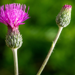 Photographie n°2544681 du taxon Cirsium tuberosum (L.) All. [1785]