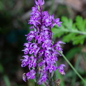 Photographie n°2544687 du taxon Dactylorhiza fuchsii (Druce) Soó