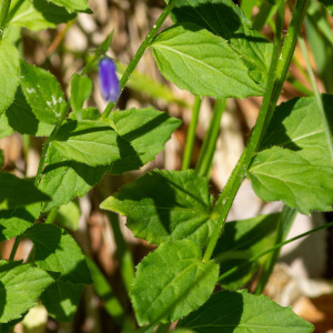 Photographie n°2544695 du taxon Campanula rhomboidalis L.