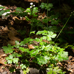 Photographie n°2544701 du taxon Sanicula europaea L.