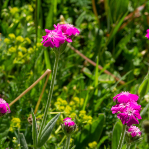 Photographie n°2544720 du taxon Lychnis flos-jovis (L.) Desr.