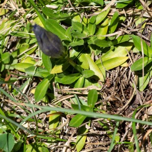 Photographie n°2544741 du taxon Gentiana angustifolia Vill.