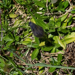 Photographie n°2544742 du taxon Gentiana angustifolia Vill.