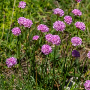 Photographie n°2544746 du taxon Armeria alpina Willd. [1809]