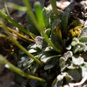 Photographie n°2544766 du taxon Kernera saxatilis (L.) Sweet