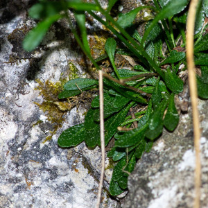 Photographie n°2544768 du taxon Kernera saxatilis (L.) Sweet