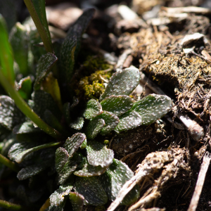 Photographie n°2544769 du taxon Kernera saxatilis (L.) Sweet