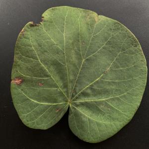 Photographie n°2544773 du taxon Cercis siliquastrum L. [1753]