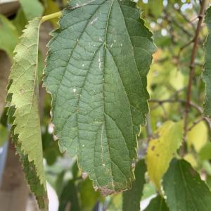 Photographie n°2544779 du taxon Celtis australis L. [1753]