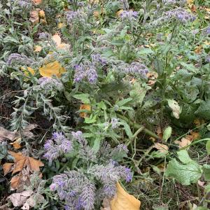 Photographie n°2544788 du taxon Borago officinalis L. [1753]