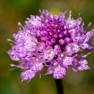 Photographie n°2544805 du taxon Traunsteinera globosa (L.) Rchb.