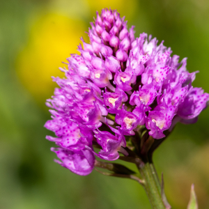 Photographie n°2544807 du taxon Traunsteinera globosa (L.) Rchb.