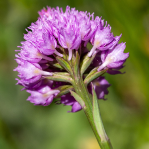 Photographie n°2544808 du taxon Traunsteinera globosa (L.) Rchb.