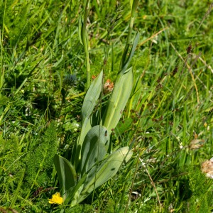 Photographie n°2544809 du taxon Traunsteinera globosa (L.) Rchb.