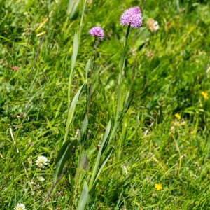 Photographie n°2544813 du taxon Traunsteinera globosa (L.) Rchb.