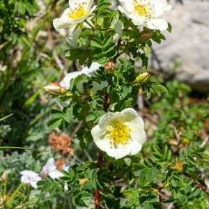 Photographie n°2544816 du taxon Rosa spinosissima L. [1753]